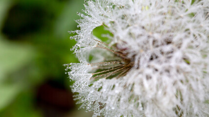 Dandelion with waterdrops in nature