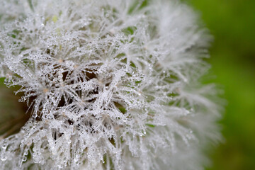 Dandelion with waterdrops in nature