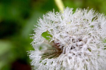 Dandelion with waterdrops in nature