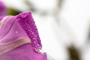 Purple Morning glory petals with waterdrops