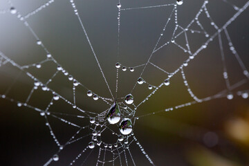 Spiderweb with waterdrops in the garden