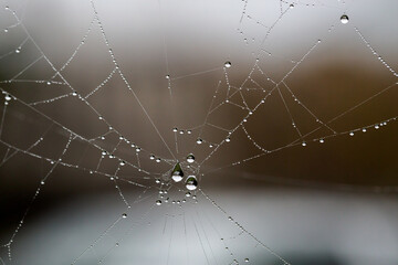 Spiderweb with waterdrops in the garden