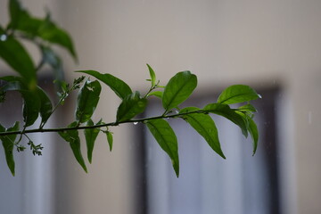 planta na chuva