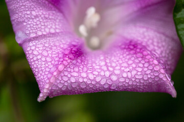 Purple Morning glory petals with waterdrops