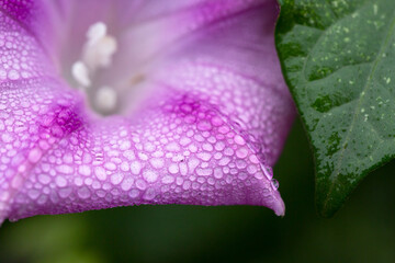 Purple Morning glory petals with waterdrops