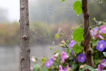 Spiderweb with waterdrops in the garden