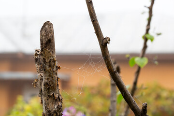 Fototapeta premium Spiderweb with waterdrops in the garden