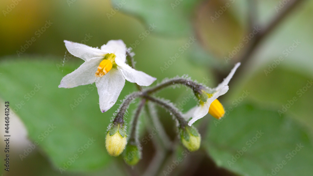 Canvas Prints Eggplant flower with natural background