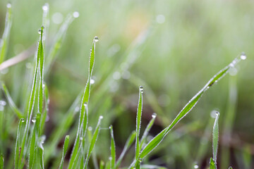 Plants and leaves with water drops