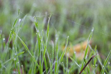 Plants and leaves with water drops