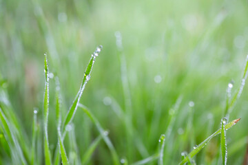 Plants and leaves with water drops