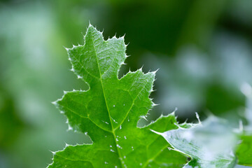 Abstract composition and texture from leaves and plants