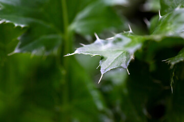 Abstract composition and texture from leaves and plants
