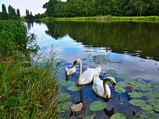 Czech Republic-view of the swans on a river Elbe