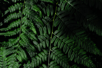 Naklejka na ściany i meble Green fern tree growing in summer. Fern with green leaves on natural background. Natural floral fern background on a sunny day. Fern leaves. Screensaver for a smartphone. Copy space