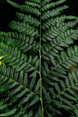 Green fern tree growing in summer. Fern with green leaves on natural background. Natural floral fern background on a sunny day. Fern leaves. Screensaver for a smartphone. Copy space