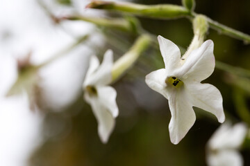 Tobacco flower (Nicotiana alata) in the garden