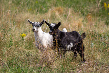 Couple goat on a meadow on pasture, domestic agriculture animals, Livestock farming. Russia, Samara oblast