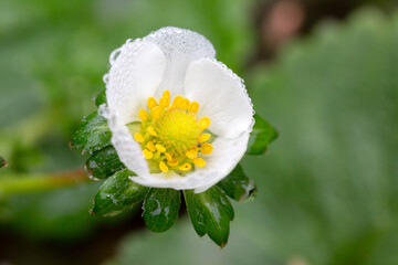 Strawberry flower with water drops and natural background