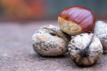 Sweet chestnut and walnuts on a rusty table