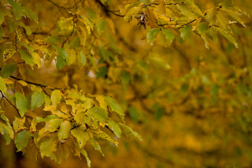 Fall, autumn, leaves background. A tree branch with autumn leaves on a blurred background. Landscape in autumn season