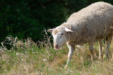Naklejka na ściany i meble Head shot white sheep on pasture domestic agriculture animals, Livestock farming. Russia, Samara oblast