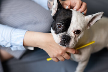 the owner of the dog combs a French bulldog on a gray background. the concept of pet care