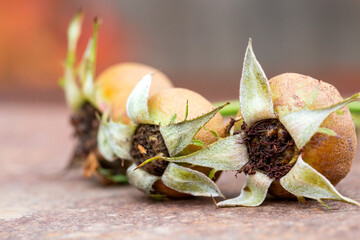 Composition with dried rose hips on a rusty table