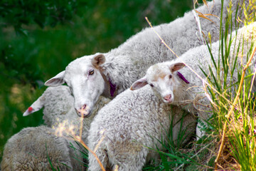 Naklejka premium A flock of white sheep and lambs in gully domestic agriculture animals, Livestock farming Russia, Samara oblast
