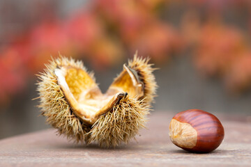 Sweet chestnut and shell on a rusty table