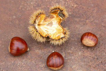 Sweet chestnut and shell on a rusty table