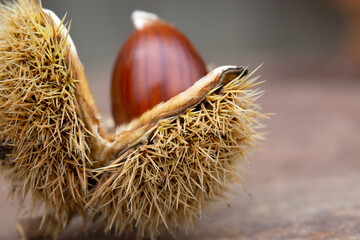 Sweet chestnut and shell on a rusty table