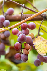 Ripe grapes in the autumn