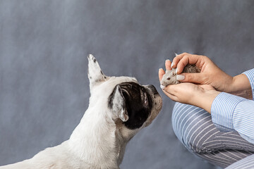 two-tone french bulldog, pet dog looks surprised on a small mouse, in the hands of the hostess, on...
