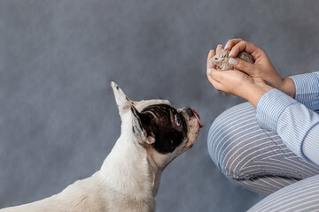 two-tone french bulldog, pet dog looks surprised on a small mouse, in the hands of the hostess, on a gray background