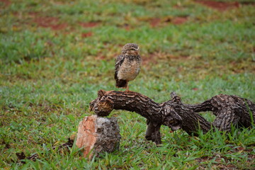 coruja-buraqueira