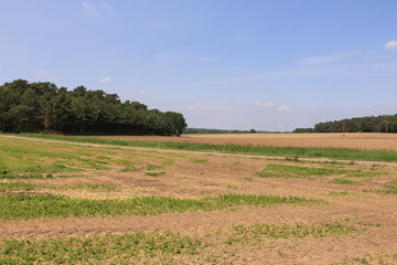 Blick auf die weiten Felder in der Nähe von Reken im Münsterland