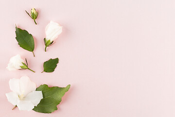 Flower background. Fresh white flowers and buds on a pastel paper background with copy space, flat lay.