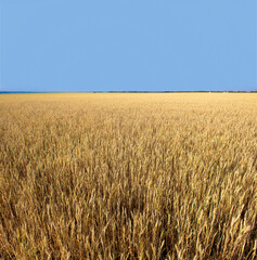 Golden wheat field in summer agricultural landscape with copy space Russia Samara oblast