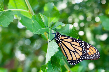 Monarch butterfly perched on a leaf