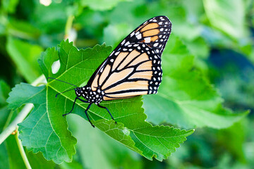 Monarch butterfly green leaf background