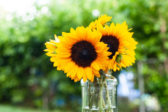 Jar full of bright sunflowers with green bokeh background