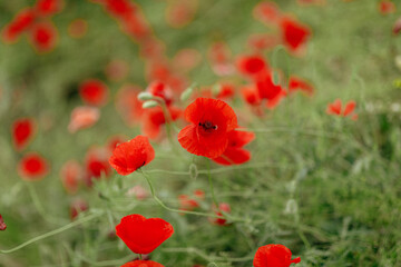 Obraz na płótnie Canvas huge field with red white poppies close-up