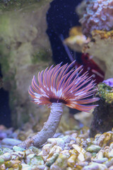 Eine Nahaufnahme einer Kalkröhrenwurm, Röhrenwurm in einem Meerwasseraquarium.