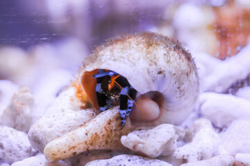 Ein Einsiedlerkrebs mit schwarz blauen Beinen in einem Schneckengehäuse.