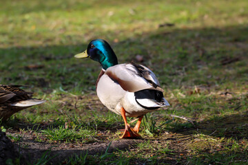 Stockentenportrait, Stockente an einem Teich.