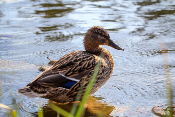 Stockentenportrait, Stockente an einem Teich.