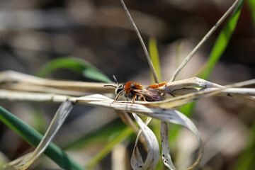 Ein Fliegenähnliches Insekt auf einem Grashalm.