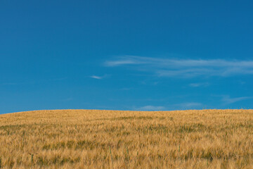 Barley of a field at Toten, Norway.