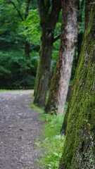 Fototapeta premium forêt, nature, arbre, chemin, arbre, route, parc, bois, printemps, paysage, automnal, bois, piste, voie, été, congé, gazon, trottoir, rural, saison, extérieur, feuille, ruelle, randonnée, feuillage, p